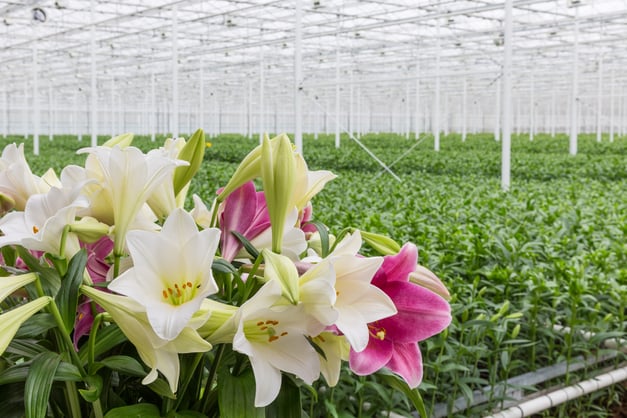 meet-our-flower-growers